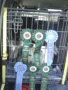 Mallory and Shiner hiding behind their many ribbons