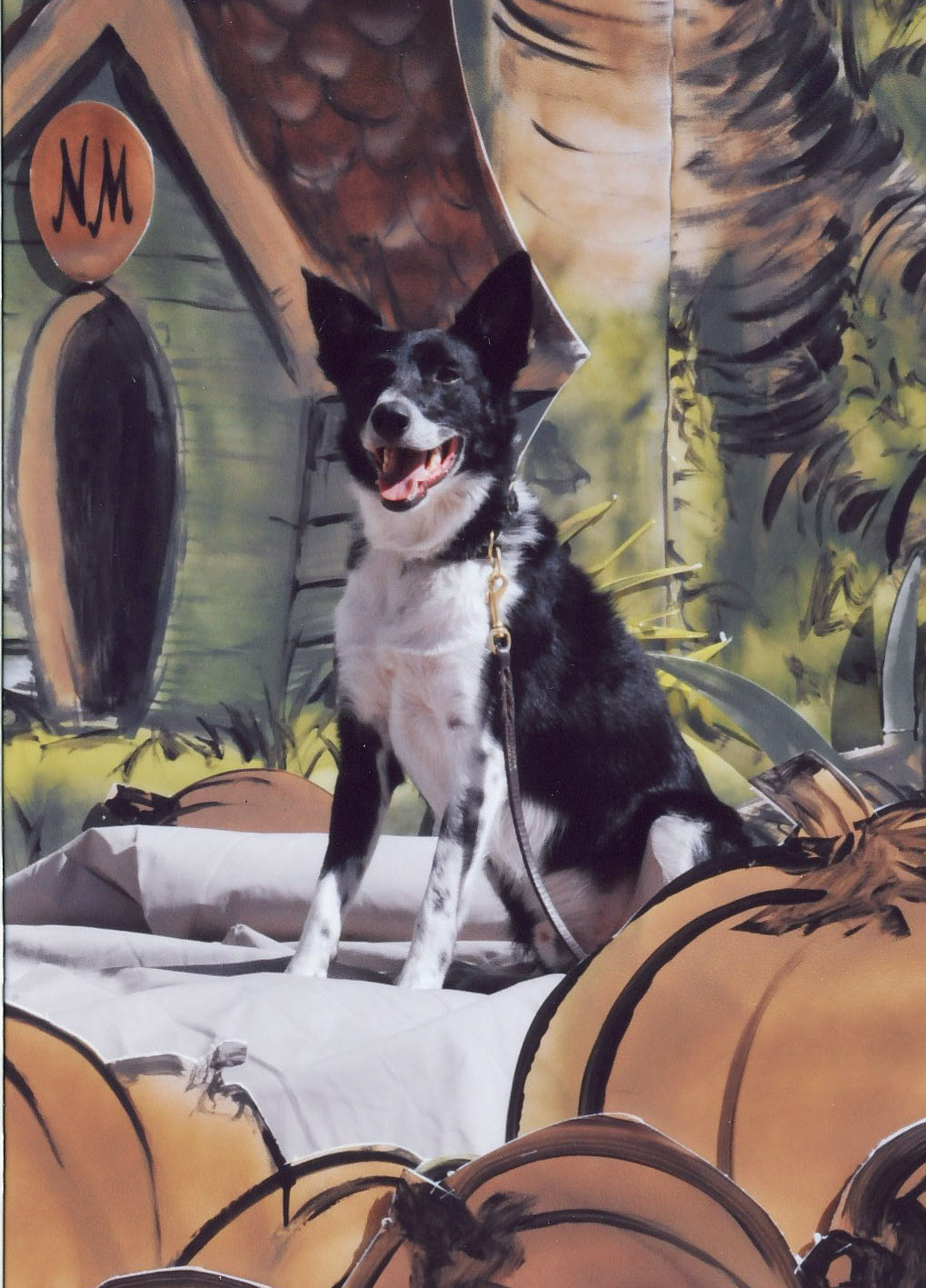 Shiner at Dogtoberfest
